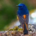 Blue-fronted Redstart (image by Dave Farrow)