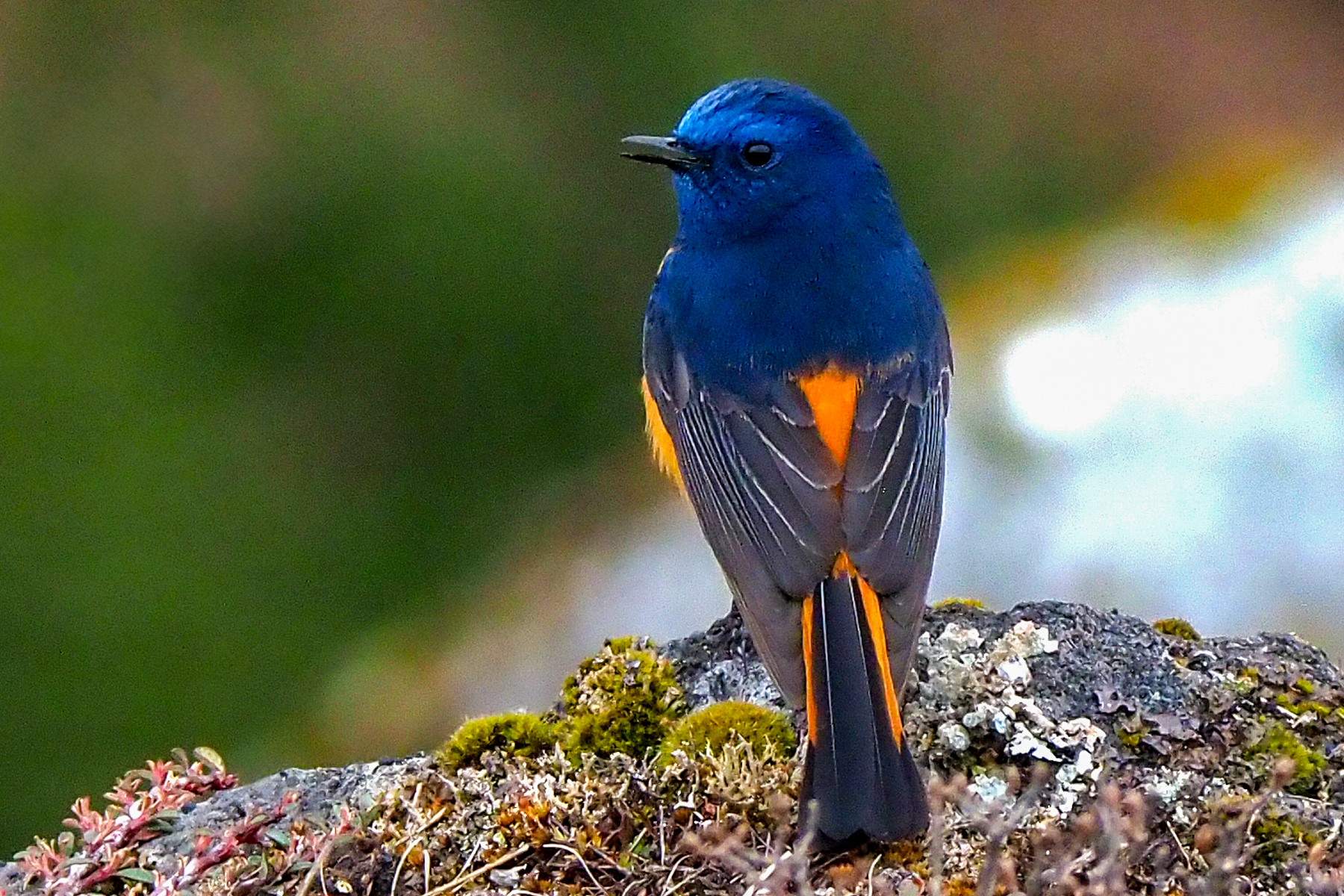 Blue-fronted Redstart (image by Dave Farrow)