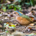 Blue-rumped Pitta (image by Dáni Balla)