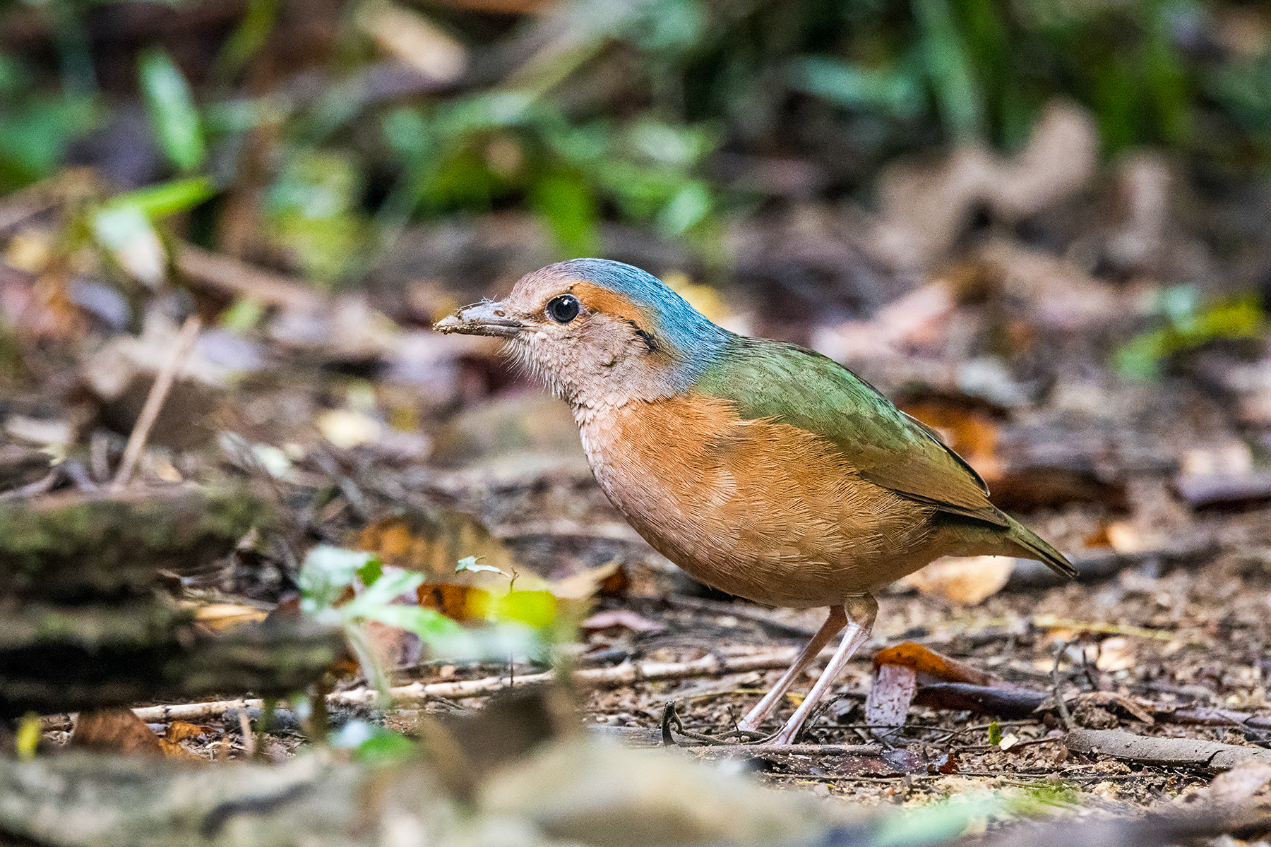 Blue-rumped Pitta (image by Dáni Balla)