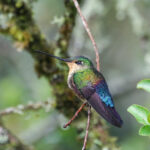 Blue-throated Starfrontlet (image by Trevor Ellery)