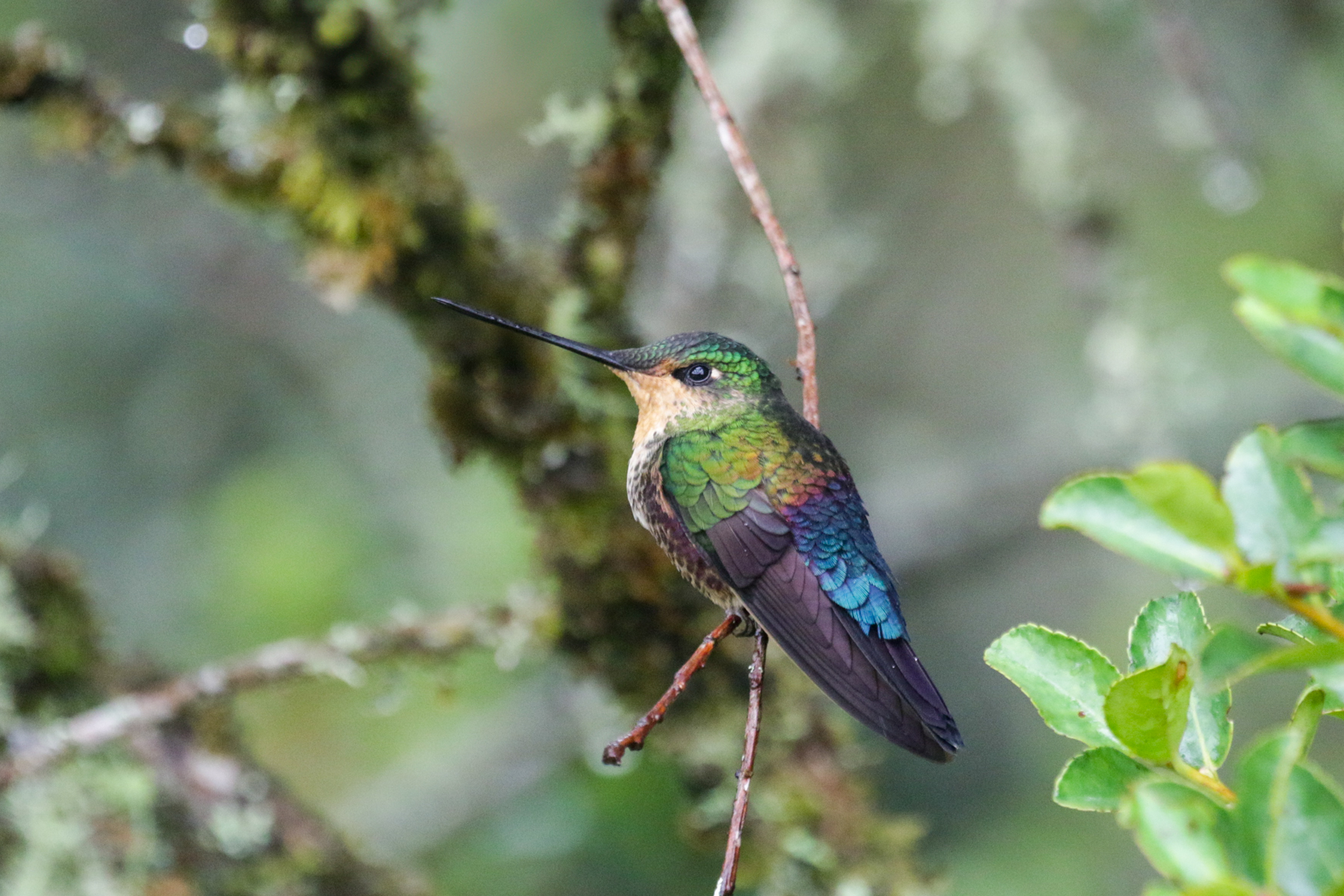 Blue-throated Starfrontlet (image by Trevor Ellery)