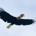 Blyth's Hornbill was present on almost all islands but they were very wary of any humans due to hunting pressure (image by Diedert Koppenol)