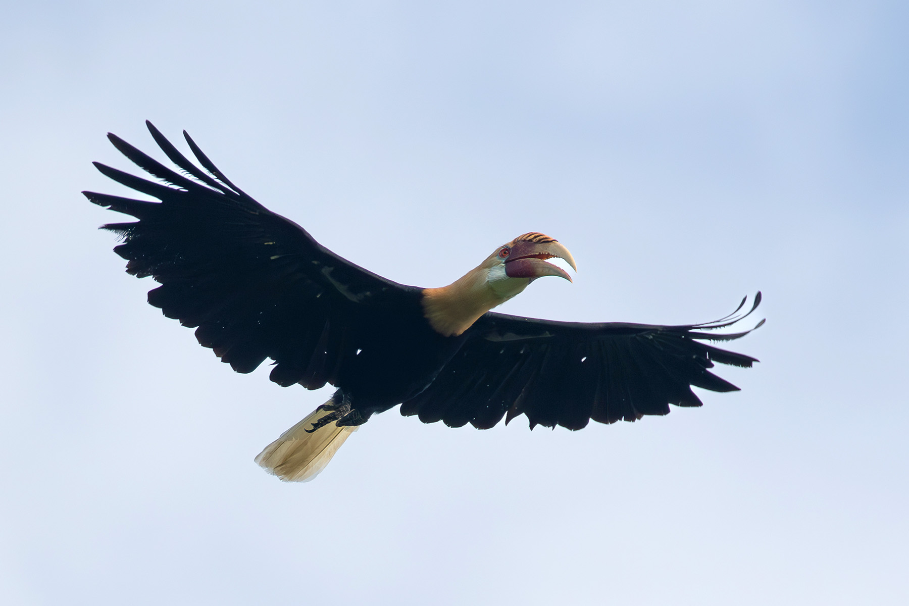 Blyth's Hornbill was present on almost all islands but they were very wary of any humans due to hunting pressure (image by Diedert Koppenol)