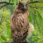 Brown Fish Owl (image by Dave Farrow)