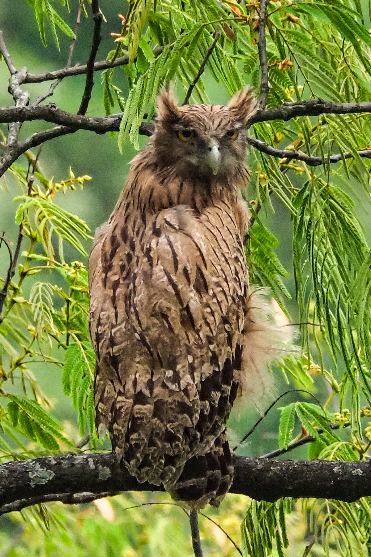 Brown Fish Owl (image by Dave Farrow)