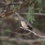 Buffy Hummingbird (image by Trevor Ellery)