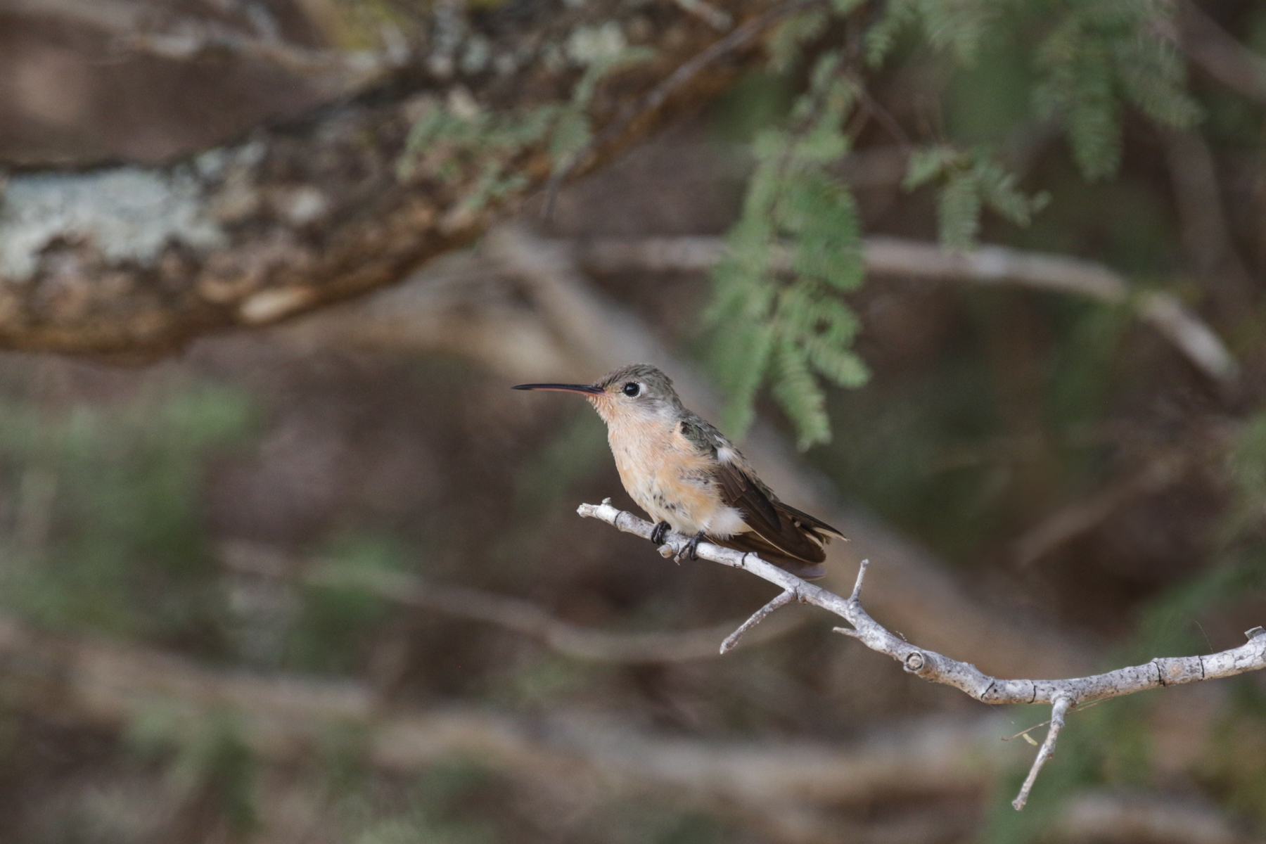 Buffy Hummingbird (image by Trevor Ellery)