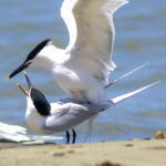 Cabot's Tern (image by Eustace Barnes)