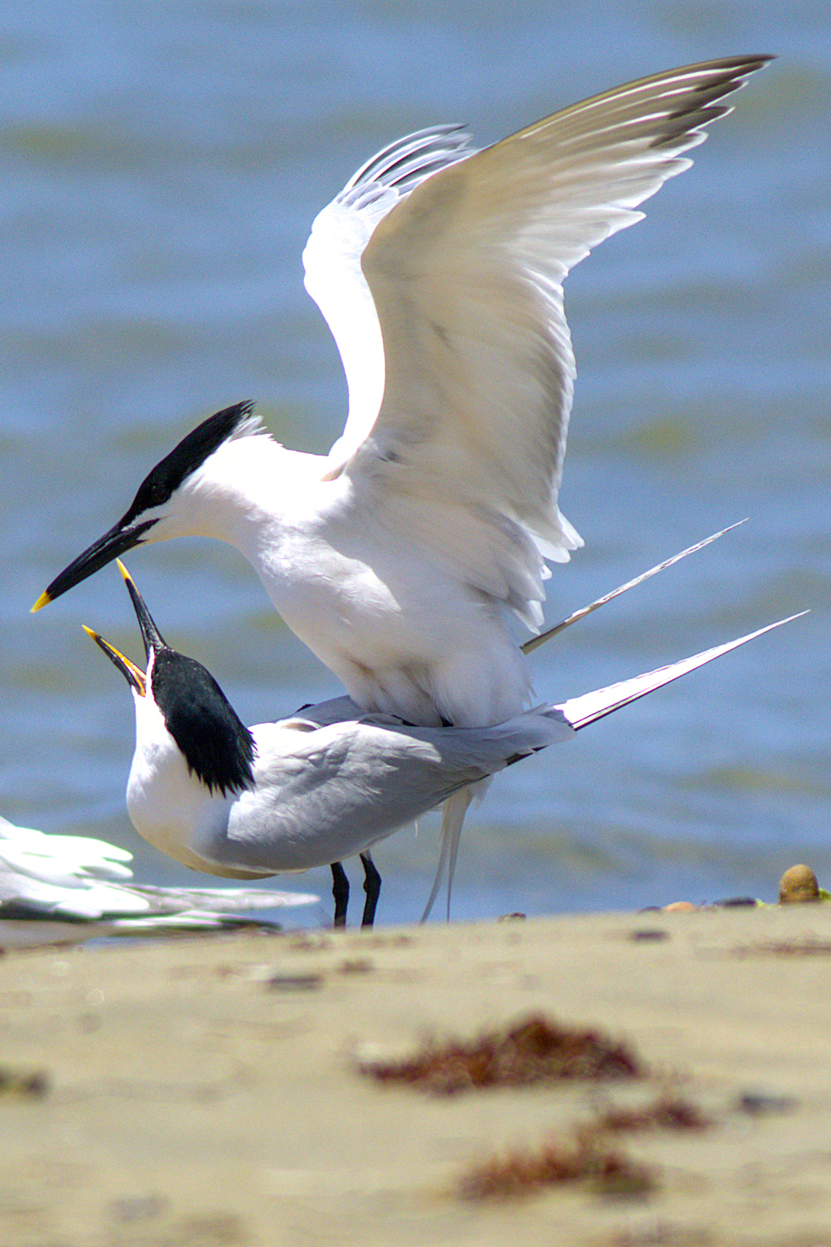 Cabot's Tern (image by Eustace Barnes)