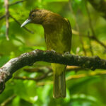 Camiguin Bulbul (image by Craig Robson)