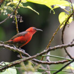 Cardinal Myzomela was quite showy on Rennell Island (image by Diedert Koppenol)