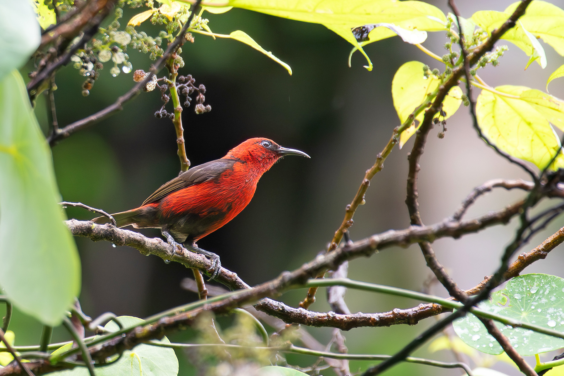 Cardinal Myzomela was quite showy on Rennell Island (image by Diedert Koppenol)