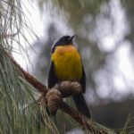 Carriker's Mountain Tanager (image by Trevor Ellery)