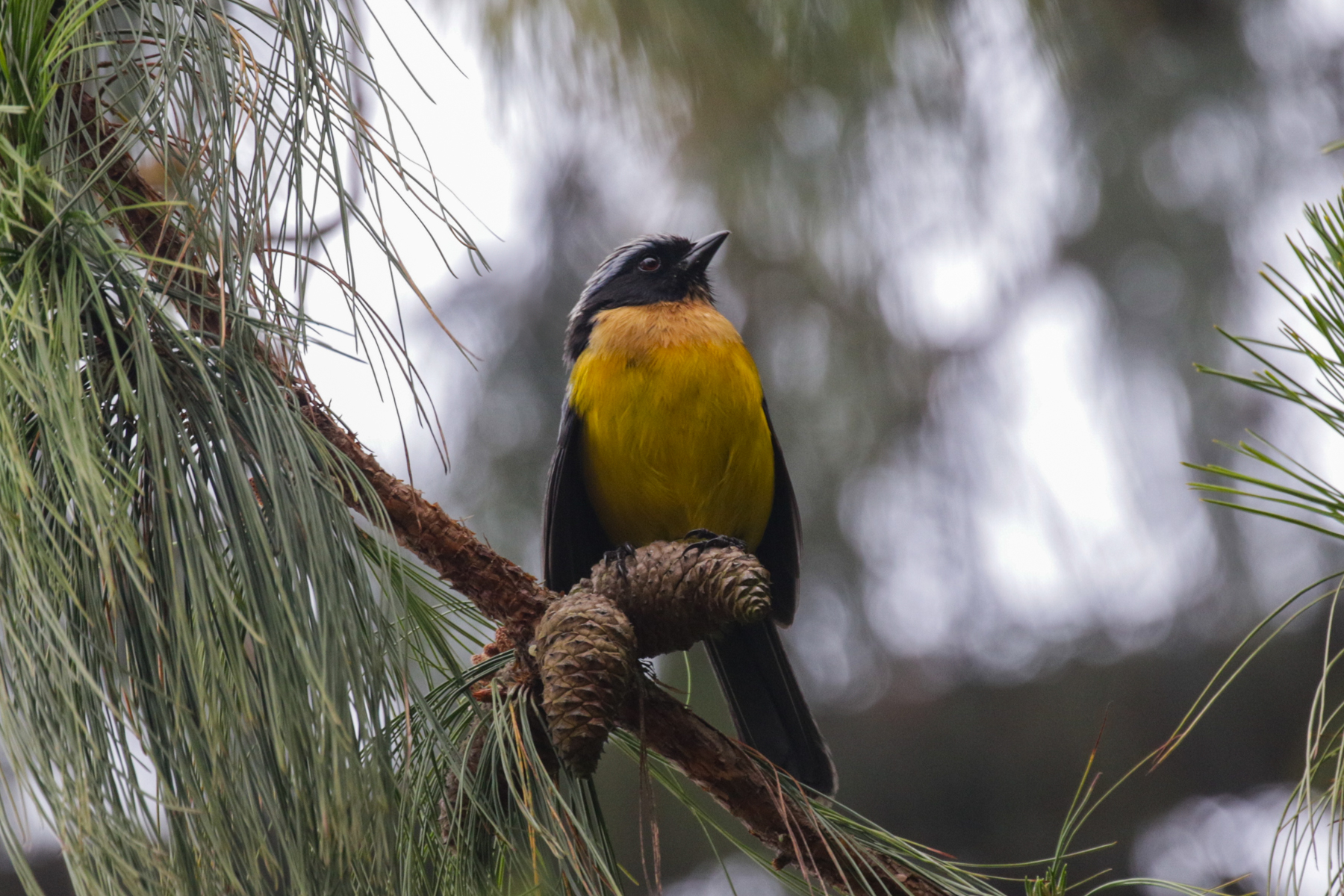 Carriker's Mountain Tanager (image by Trevor Ellery)