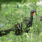 Cauca Guan (image by Trevor Ellery)