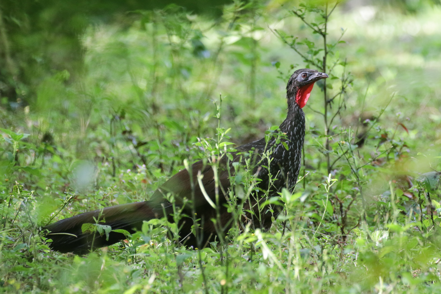 Cauca Guan (image by Trevor Ellery)