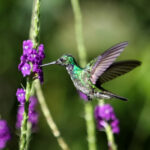 Charming Hummingbird (image by Fito Downs)