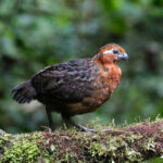 Chestnut Wood Quail (image by Trevor Ellery)