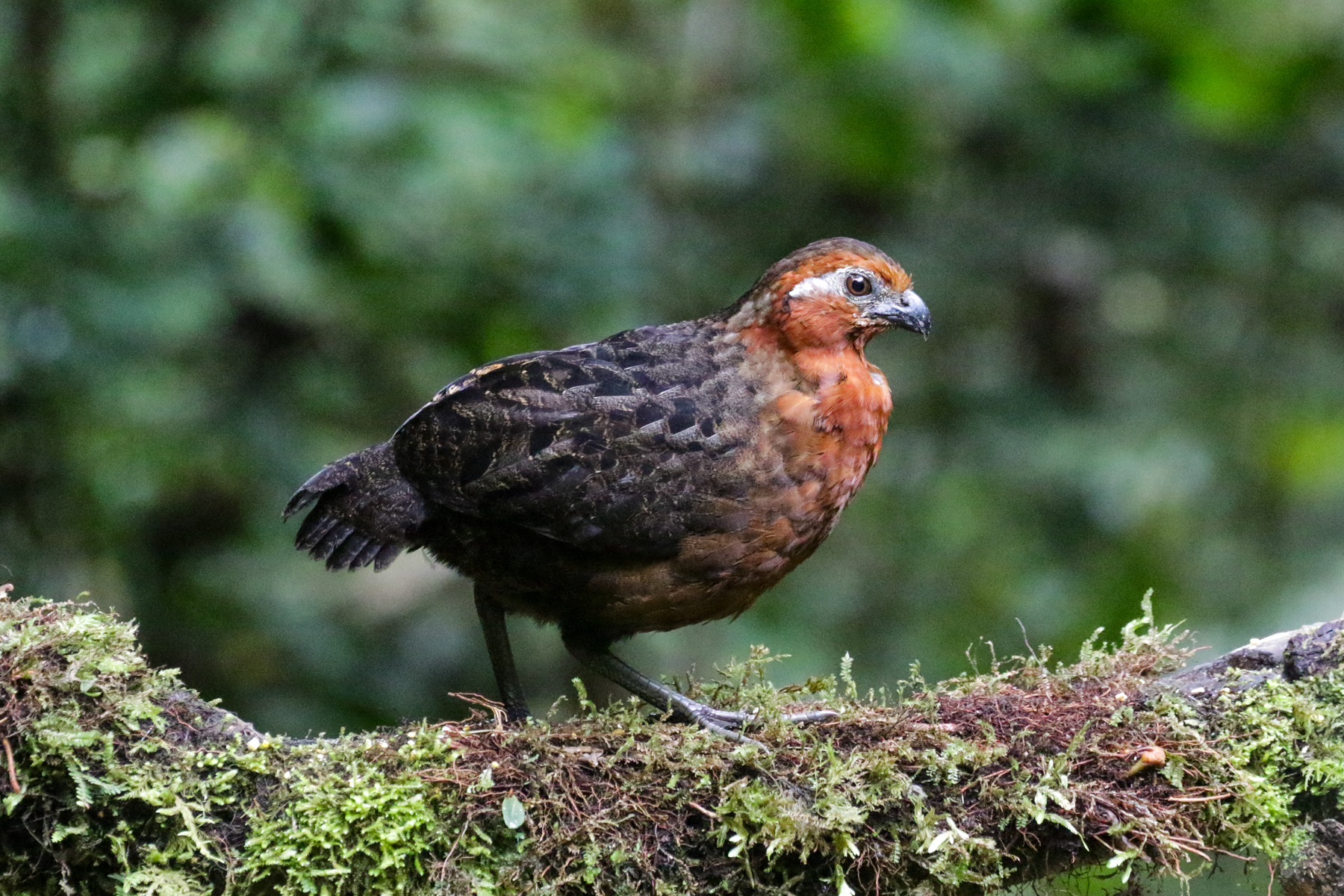 Chestnut Wood Quail (image by Trevor Ellery)