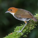 Chestnut-crowned Antpitta (image by Trevor Ellery)