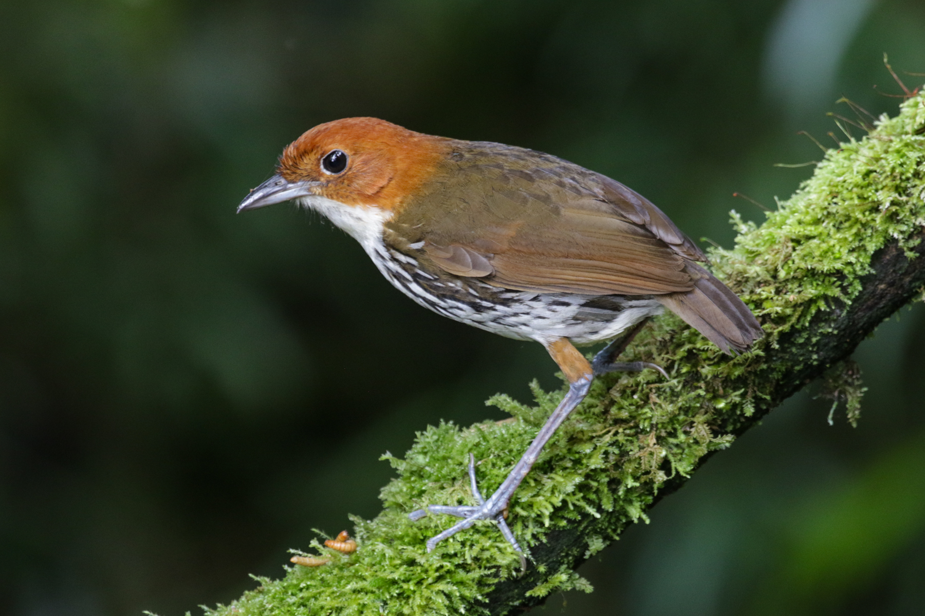 Chestnut-crowned Antpitta (image by Trevor Ellery)
