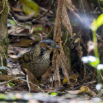 Chestnut-eared Laughingthrush (image by Dáni Balla)