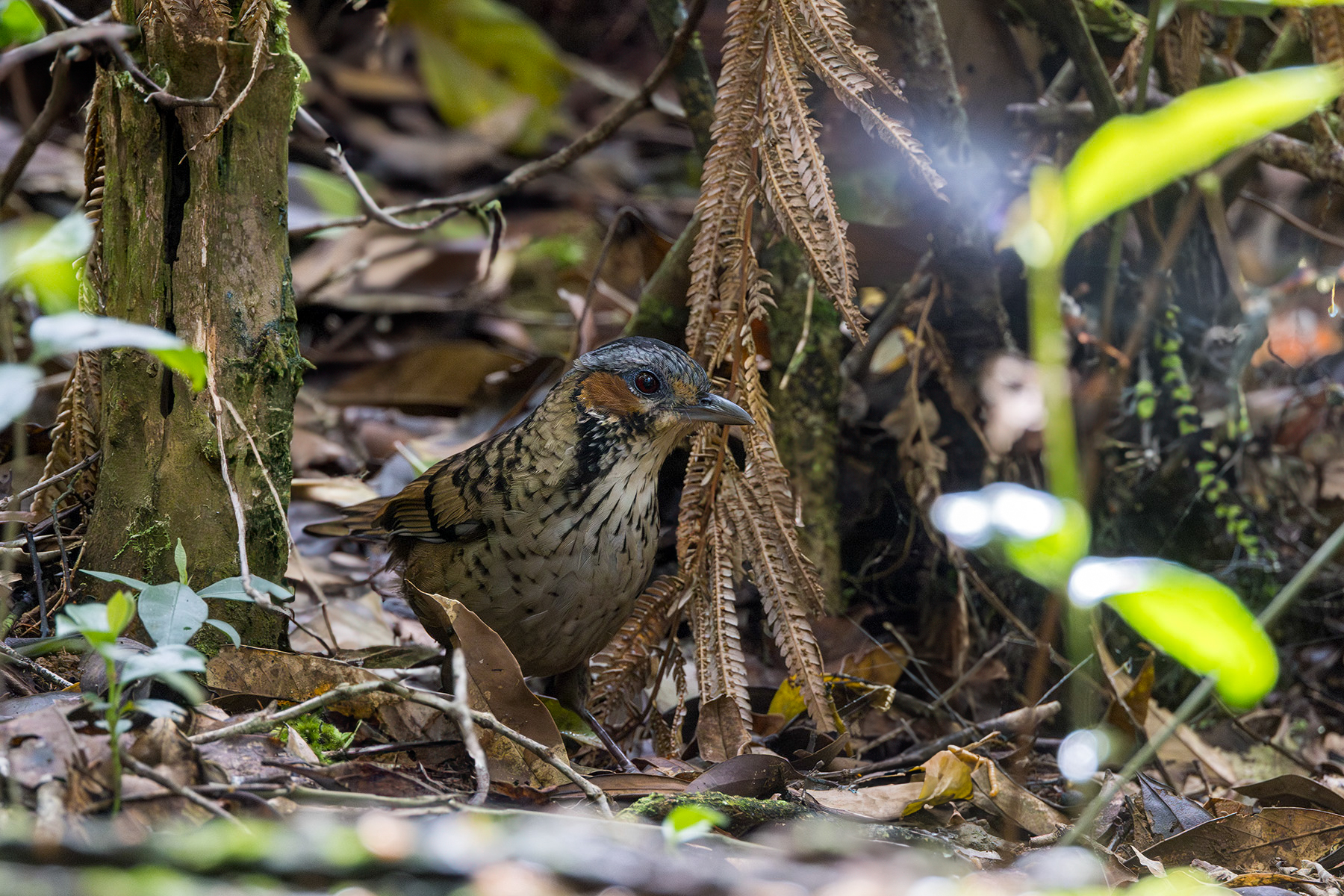 Chestnut-eared Laughingthrush (image by Dáni Balla)