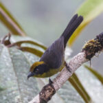 Choco Brushfinch (image by Trevor Ellery)