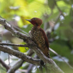 Cinnamon Woodpecker (image by Trevor Ellery)