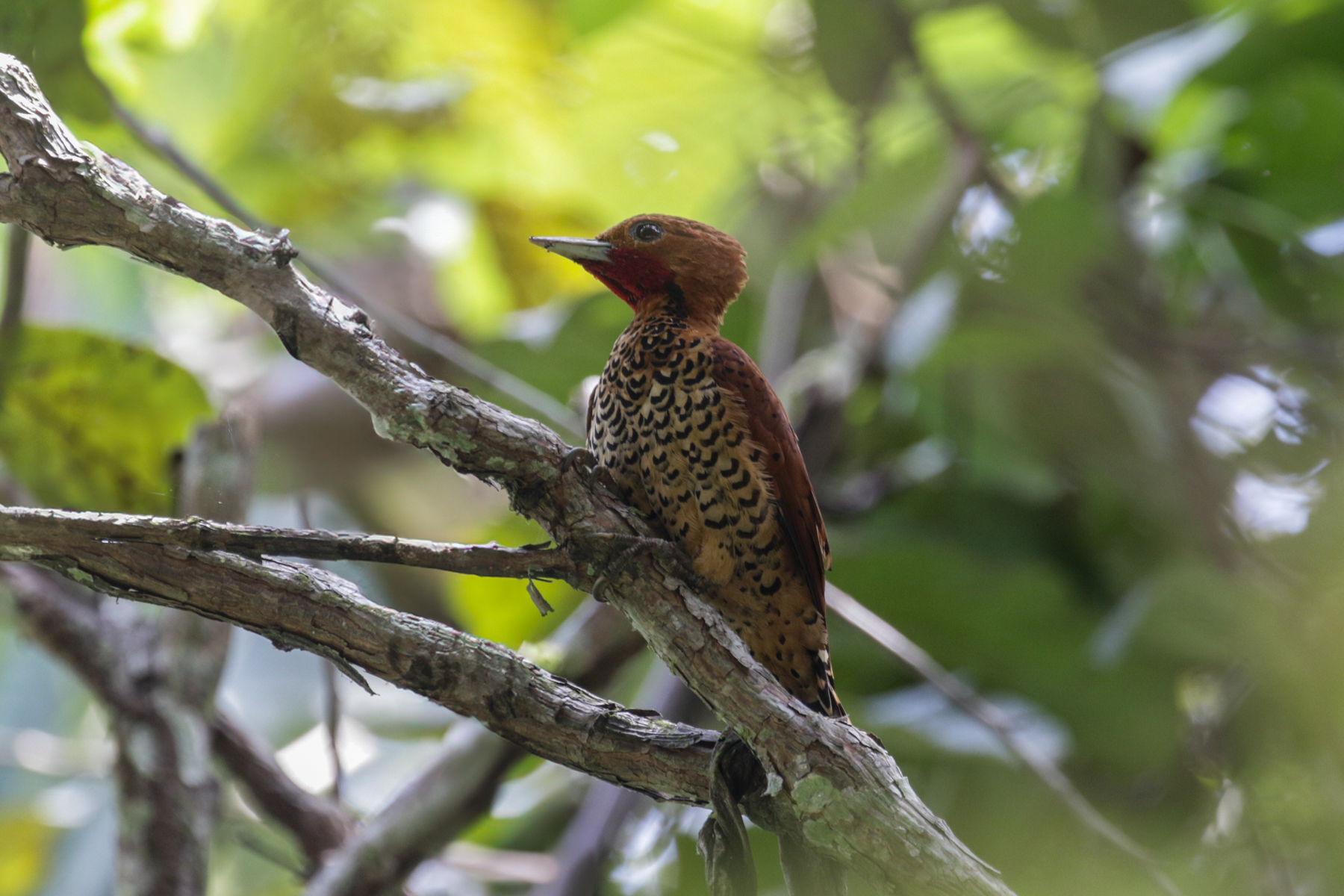 Cinnamon Woodpecker (image by Trevor Ellery)