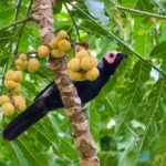 Coleto (image by Craig Robson)