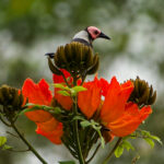 Coleto (image by Craig Robson)