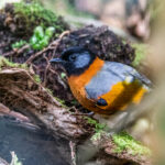 Collared Laughingthrush (image by Dáni Balla)