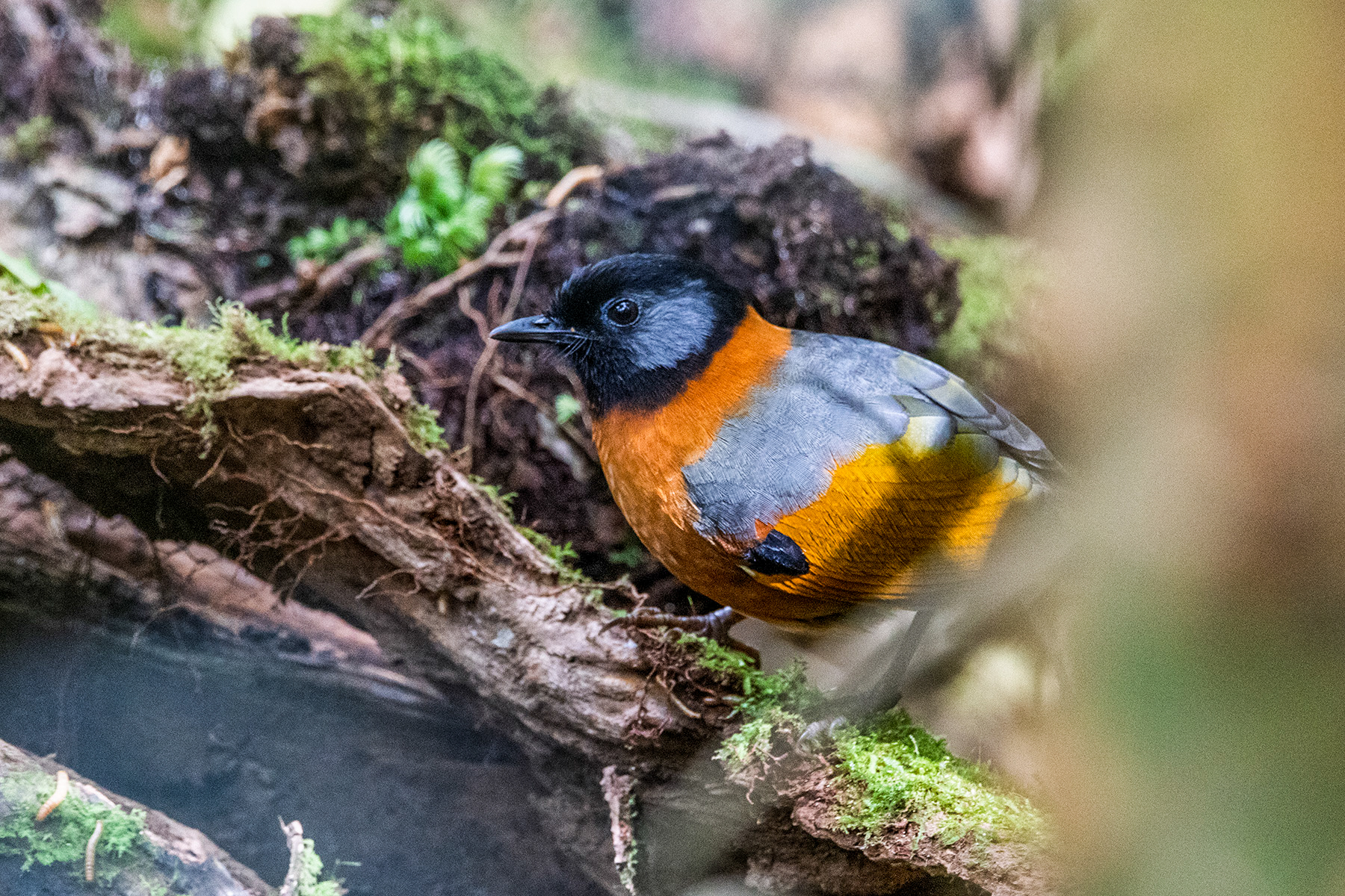 Collared Laughingthrush (image by Dáni Balla)