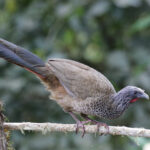Colombian Chachalaca (image by Trevor Ellery)