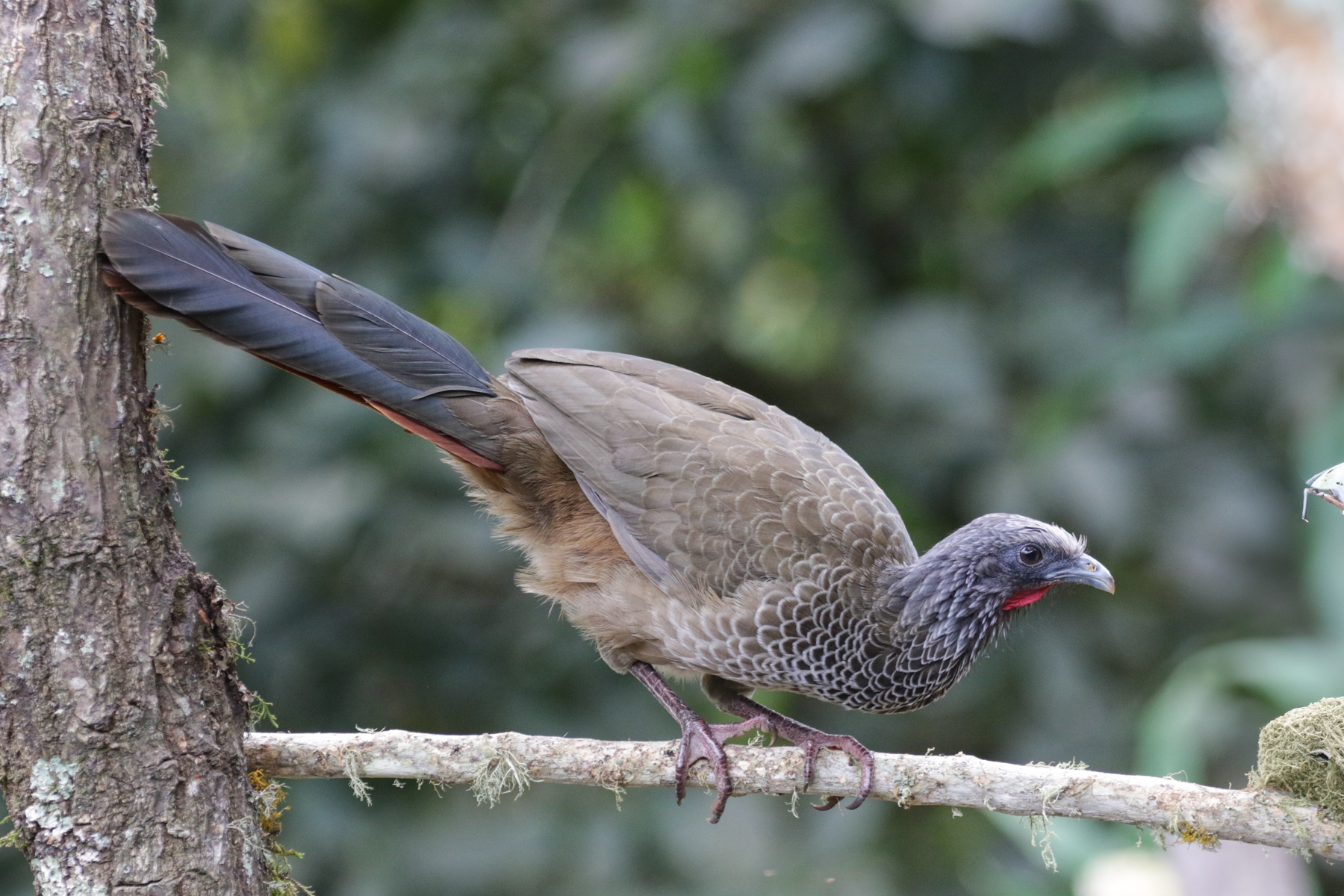 Colombian Chachalaca (image by Trevor Ellery)