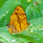 Common Jester (image by Craig Robson)