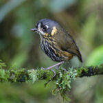 Crescent-faced Antpitta (image by Trevor Ellery)