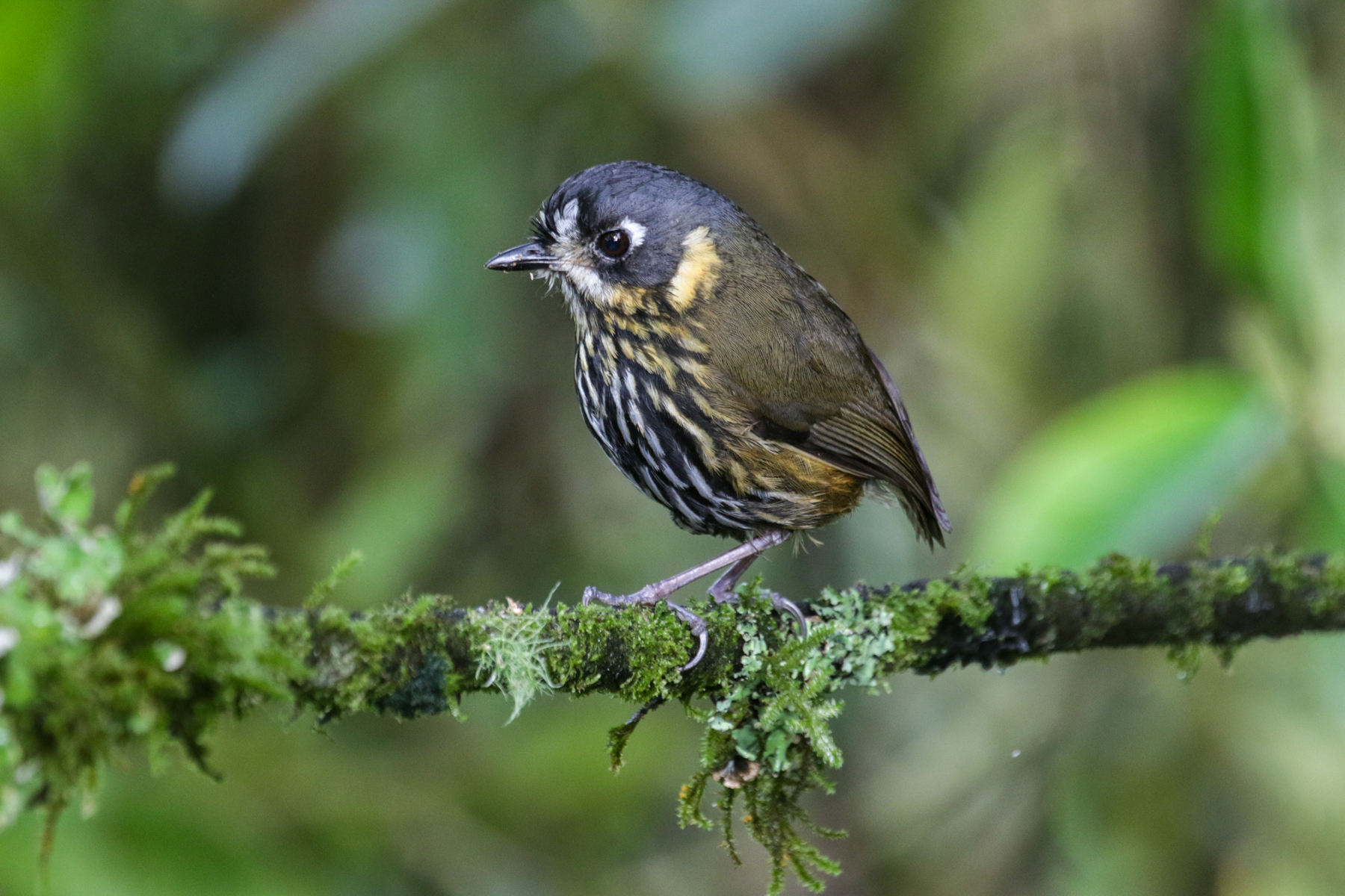 Crescent-faced Antpitta (image by Trevor Ellery)