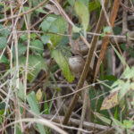 Dalat Bush Warbler (image by Dáni Balla)