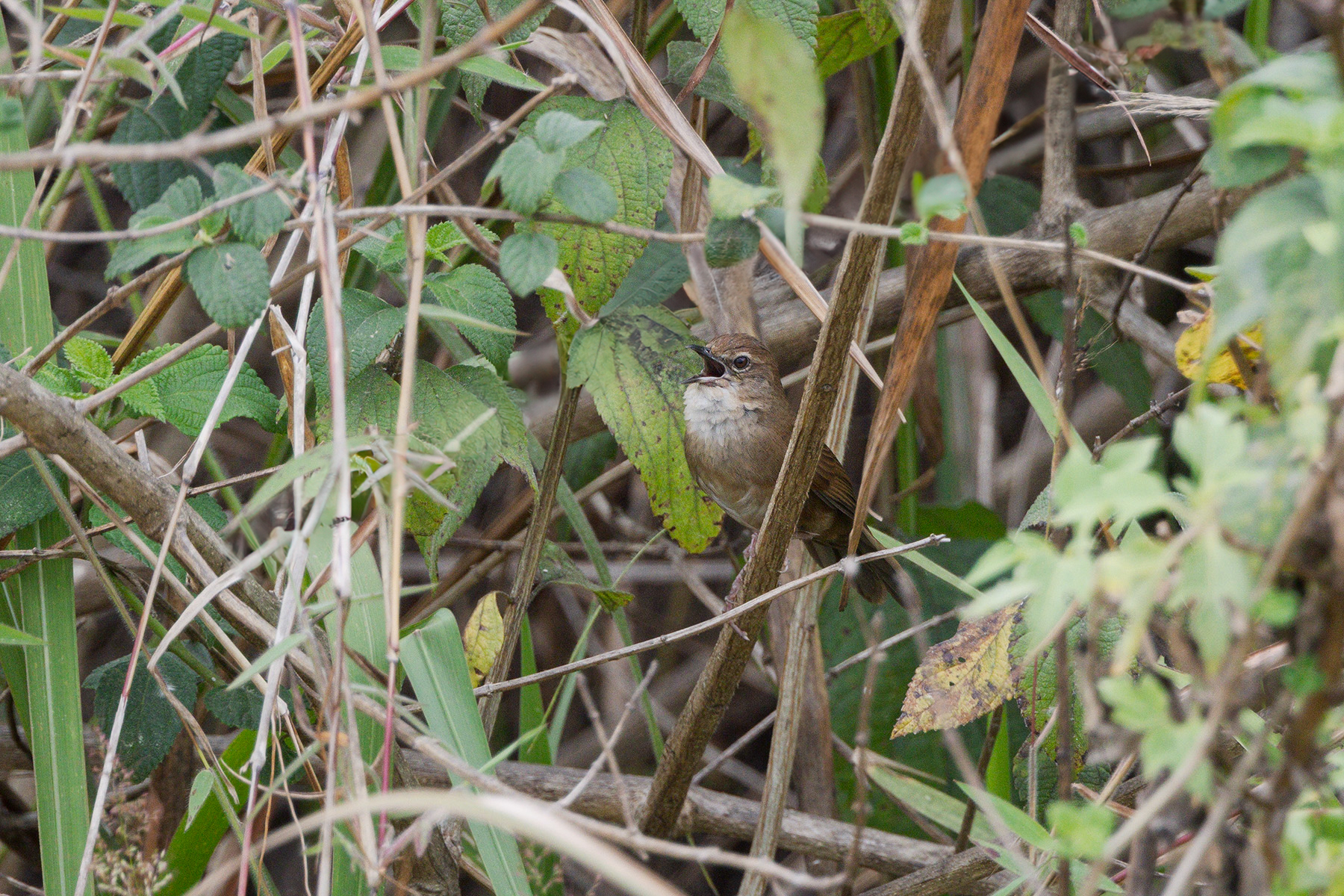Dalat Bush Warbler (image by Dáni Balla)