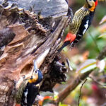 Darjeeling Woodpecker (image by Dave Farrow)
