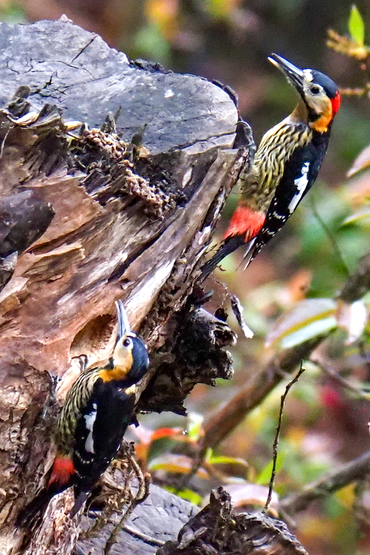 Darjeeling Woodpecker (image by Dave Farrow)