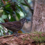 Dark-sided Thrush (image by Dáni Balla)