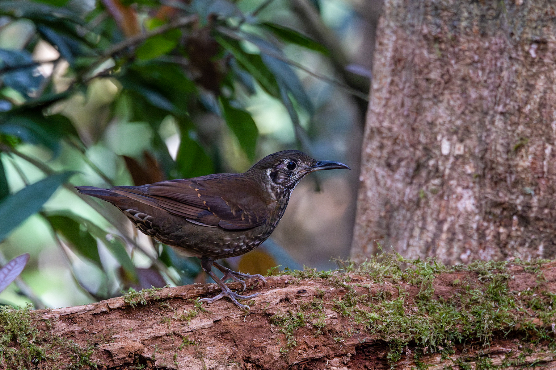 Dark-sided Thrush (image by Dáni Balla)