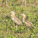 Double-Striped Thick-knee (image by Eustace Barnes)