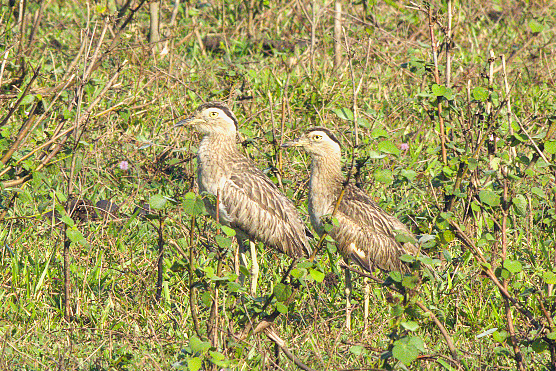 Double-Striped Thick-knee (image by Eustace Barnes)
