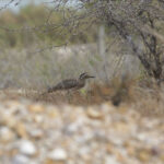 Double-striped Thick-knee (image by Trevor Ellery)