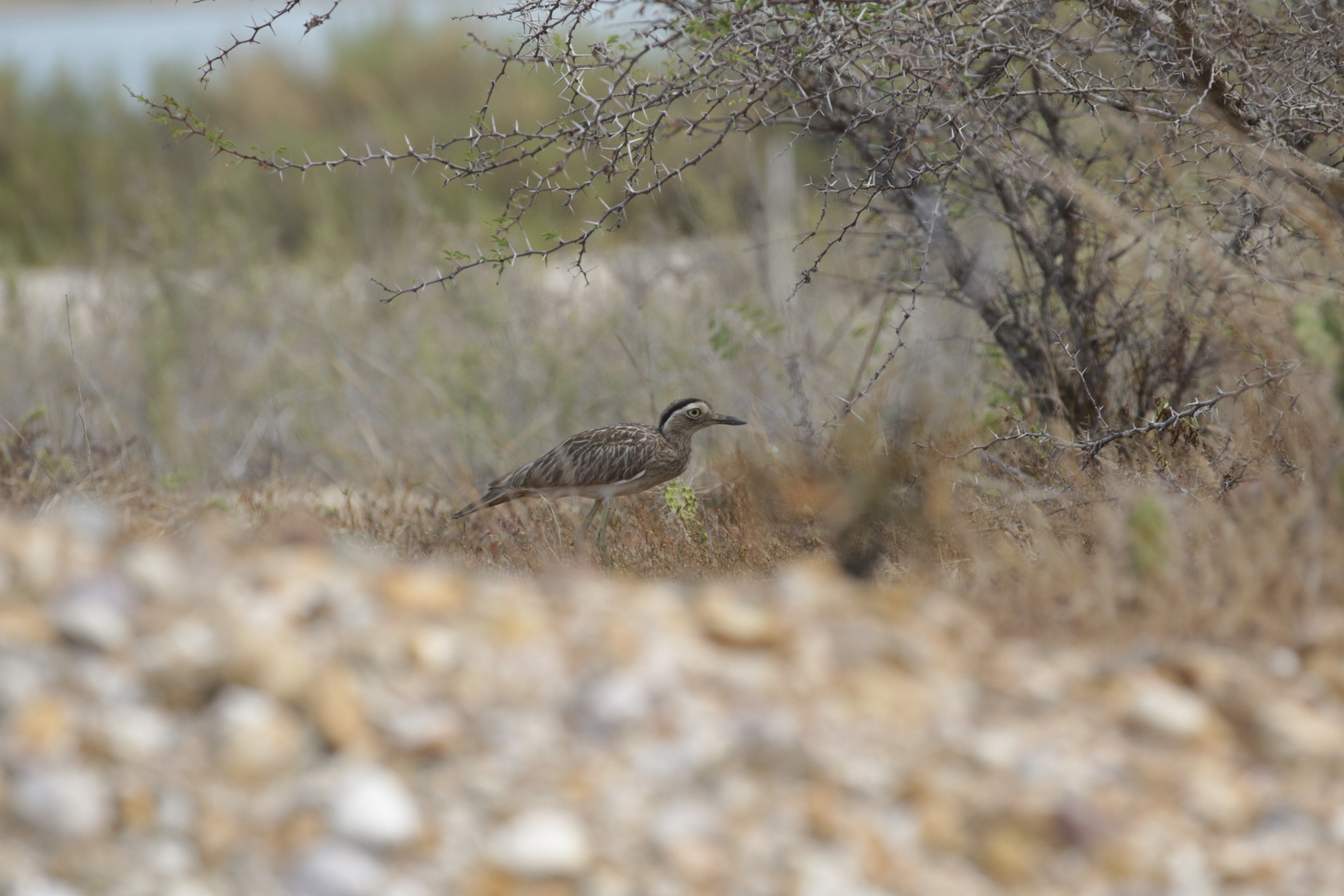 Double-striped Thick-knee (image by Trevor Ellery)